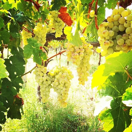 Farm stay La Quercia Del Barone